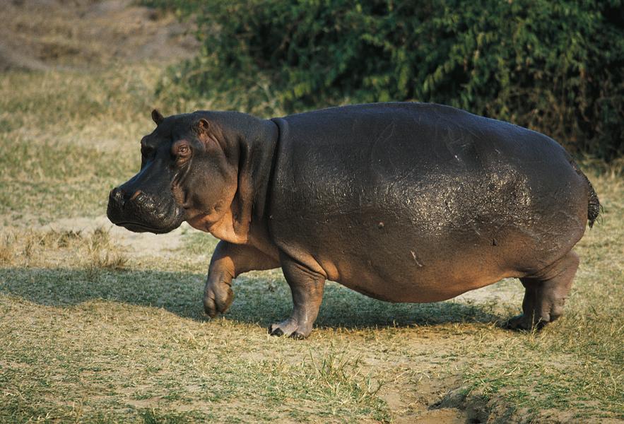 Ippopotamo-comune