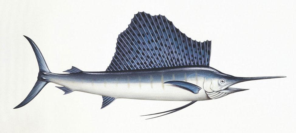 Pesce-vela