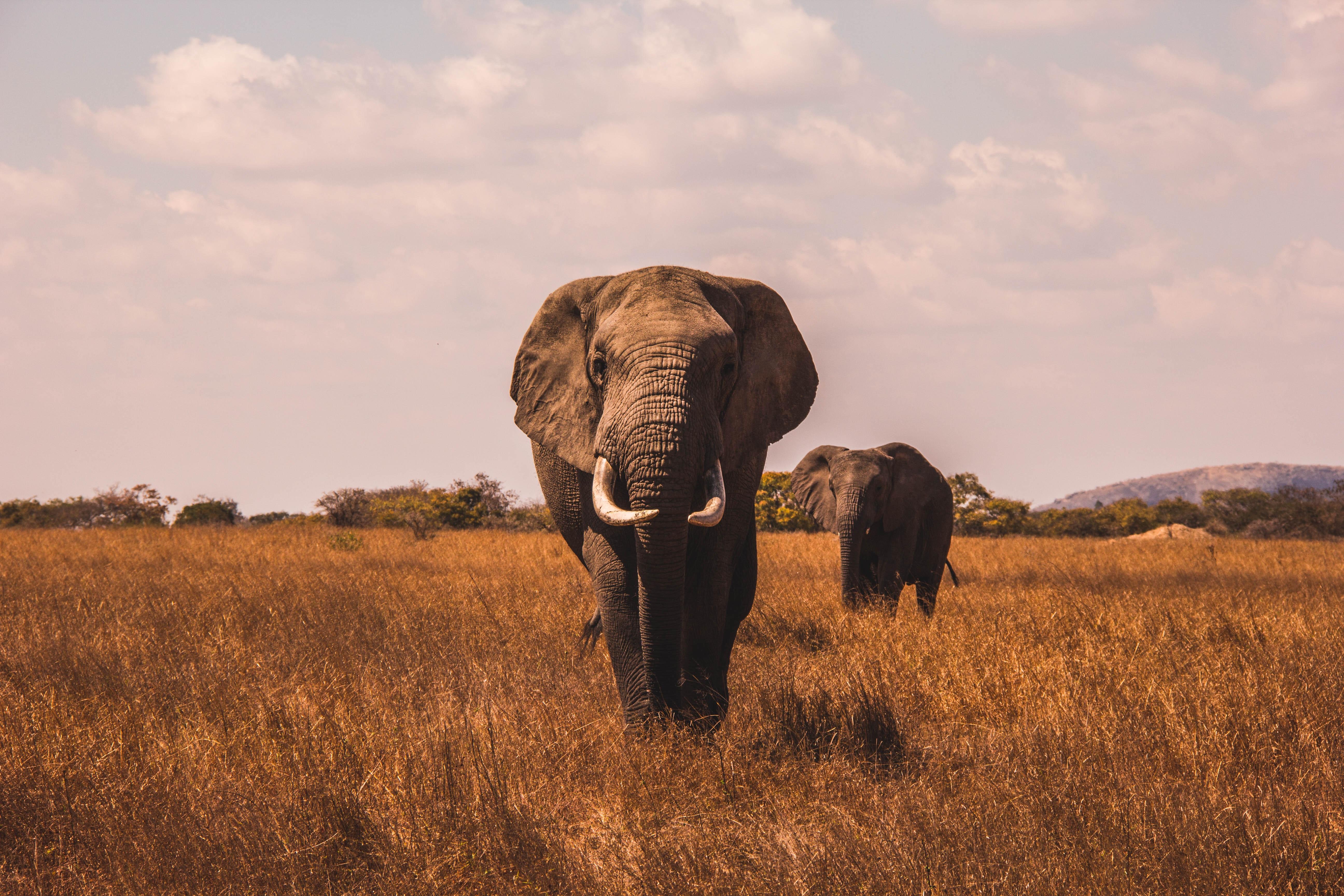 africa-animali.jpg africa-animali.jpg