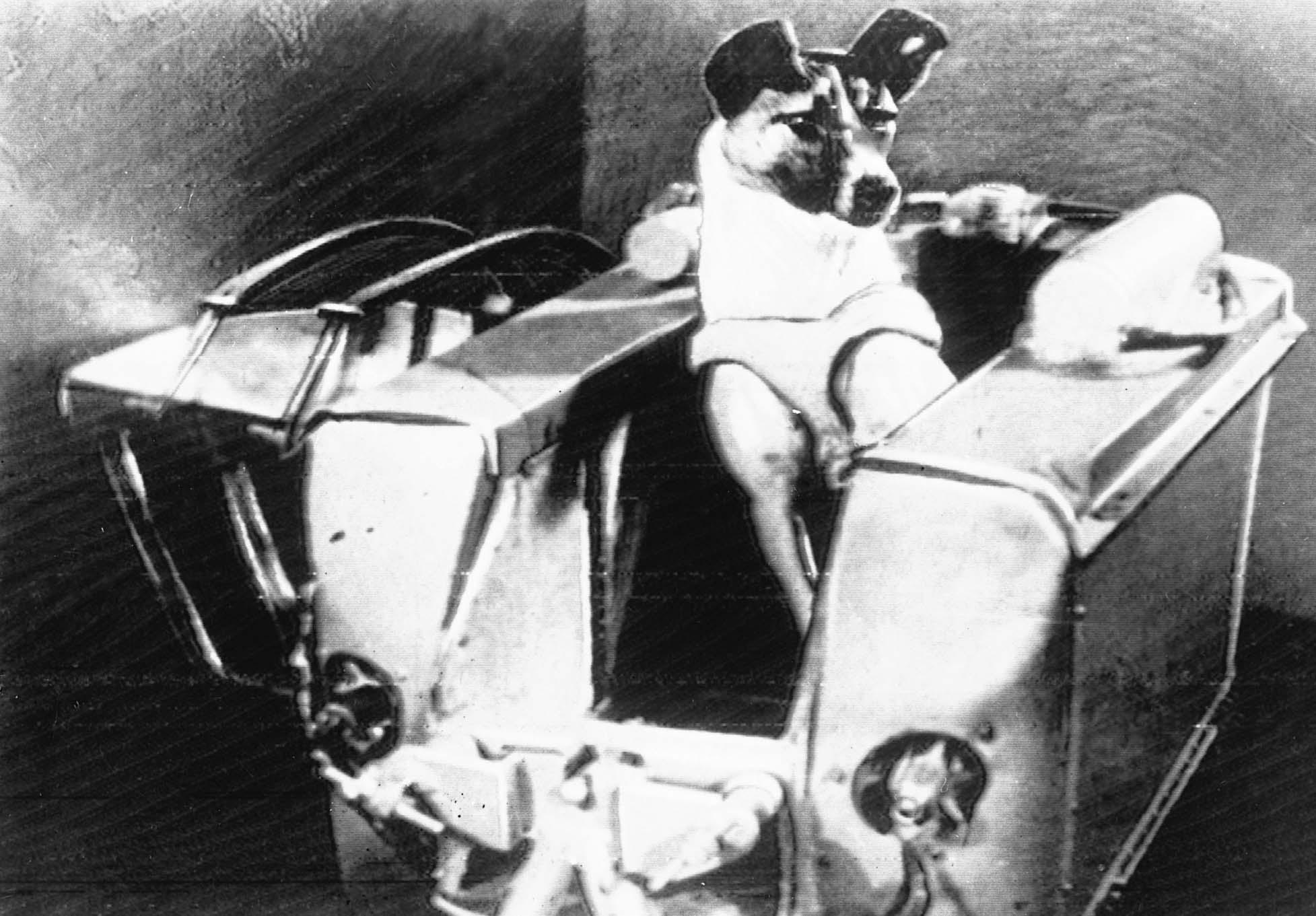 laika.jpg laika.jpg