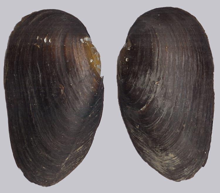 Margaritifera_margaritifera.jpg Margaritifera_margaritifera.jpg