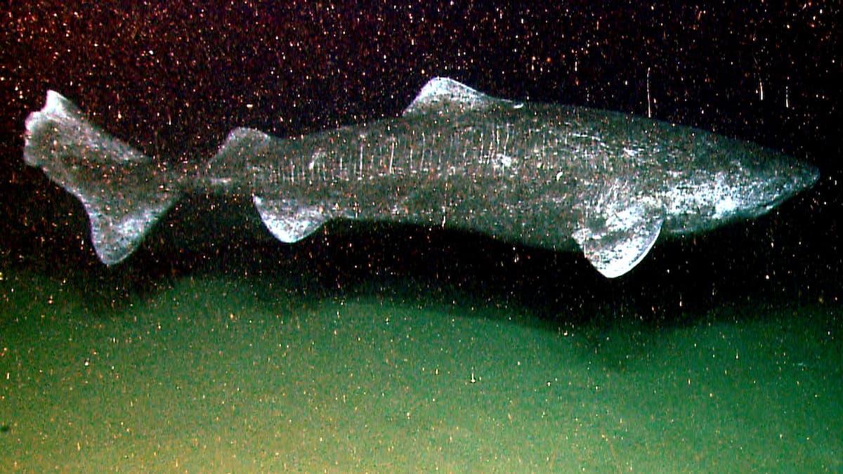 Somniosus_microcephalus_okeanos.jpg Somniosus_microcephalus_okeanos.jpg