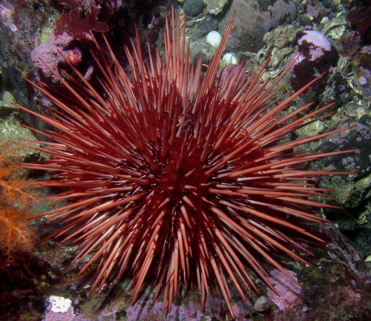 Strongylocentrotus_franciscanus.jpg Strongylocentrotus_franciscanus.jpg