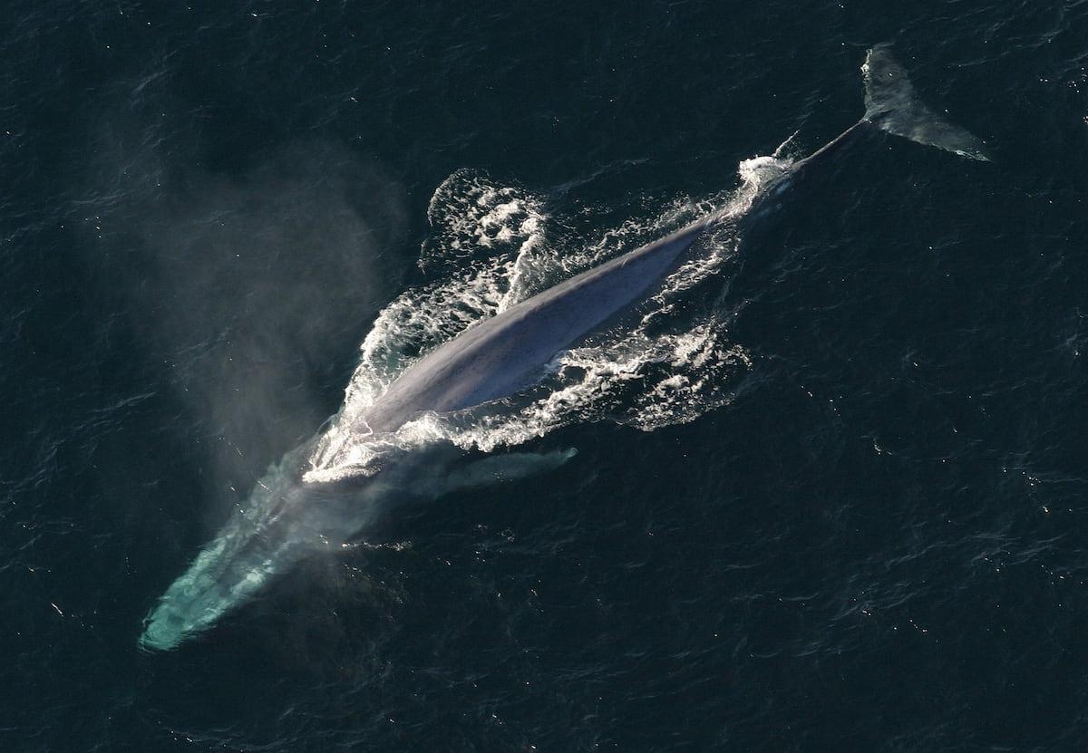 balenottera-azzurra.jpg balenottera-azzurra.jpg