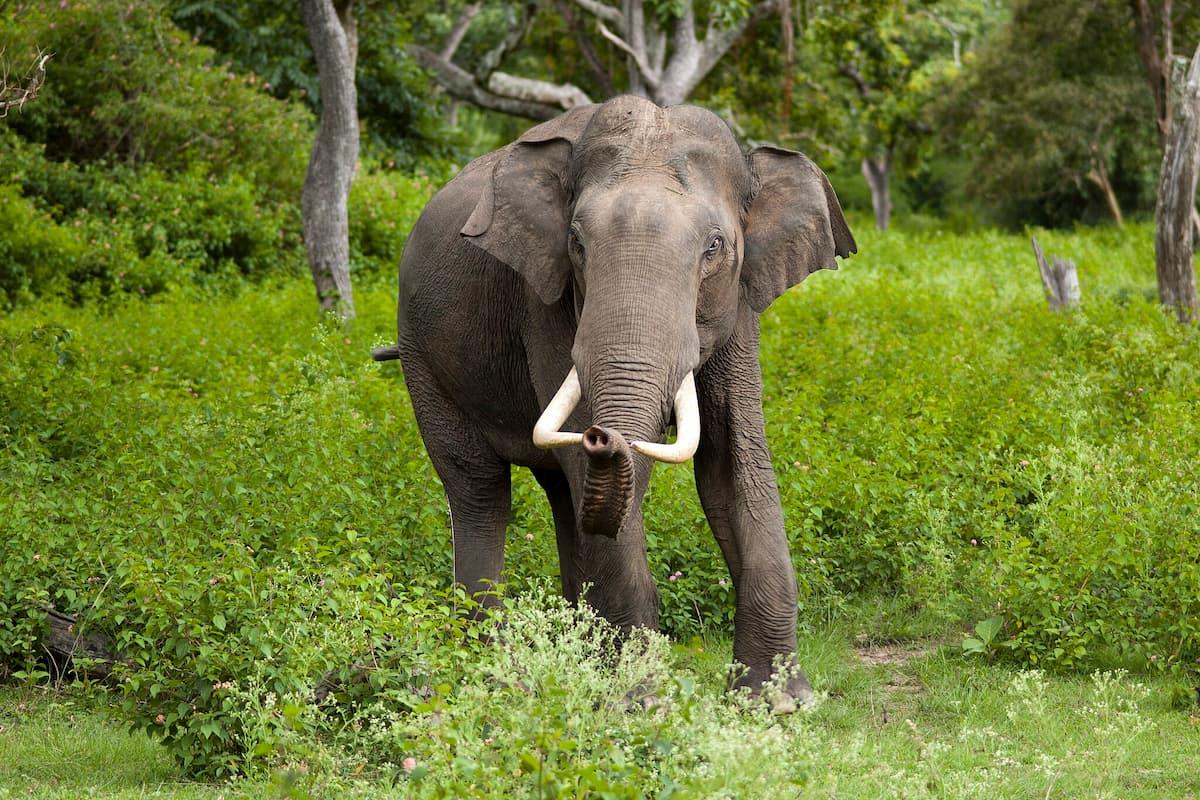 elefante-asiatico.jpg elefante-asiatico.jpg