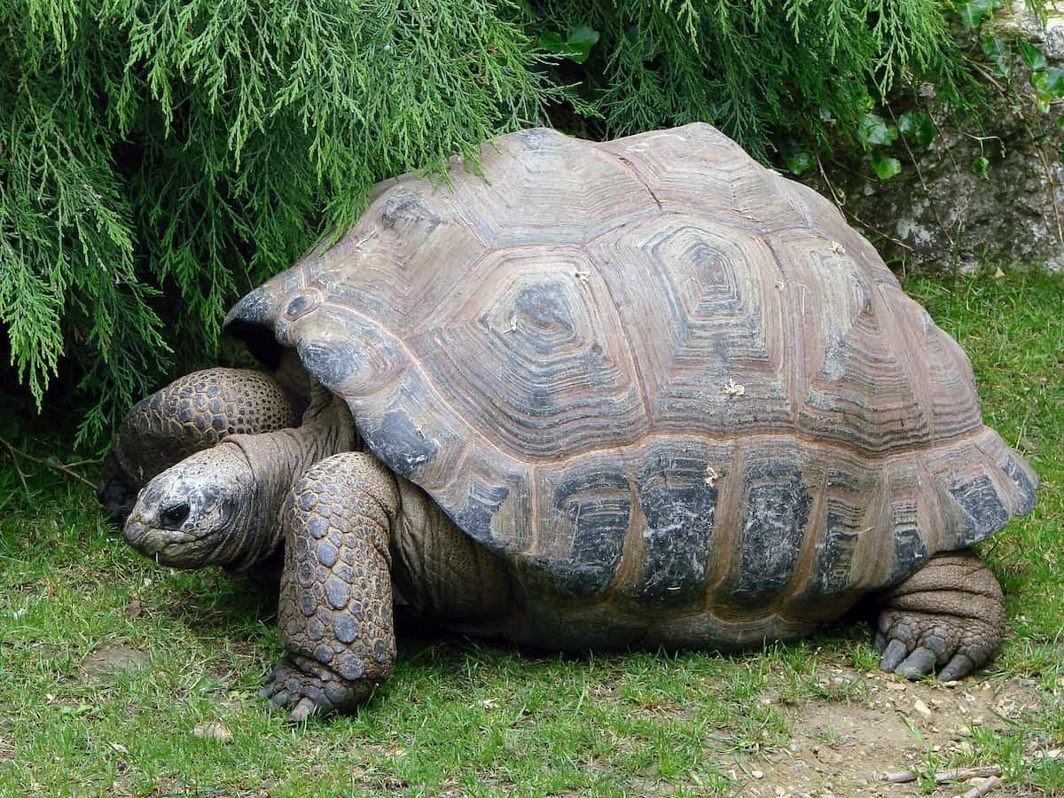 tartaruga-gigante-seychelles.jpg tartaruga-gigante-seychelles.jpg
