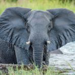 I 10 animali più grandi del mondo