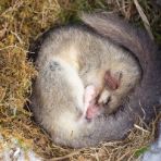 10 animali che vanno in letargo