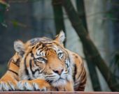 Animali