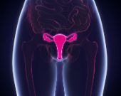 Video: L'apparato riproduttivo femminile