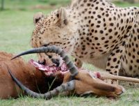Caccia e alimentazione