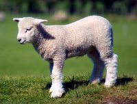 Perché a Pasqua si mangia l'agnello?
