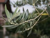 Perché l'ulivo è il simbolo della Pasqua?
