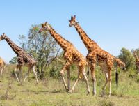 I 10 mammiferi più grandi del mondo