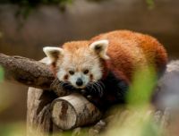 L'inesorabile declino della natura: le specie selvatiche stanno diminuendo