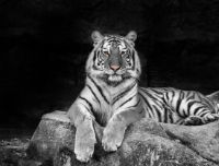 I 5 animali più belli del mondo