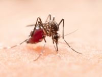 Specie aliene invasive: dal granchio blu al gambero rosso della Louisiana