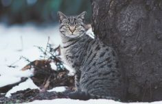 Gatto-selvatico