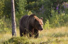 orso-grizzly0