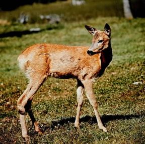 Capriolo . Giovane esemplare di Capreolus capreolus.De Agostini Picture Library Capriolo . Giovane esemplare di Capreolus capreolus.De Agostini Picture Library
