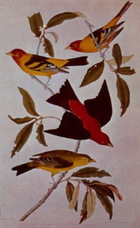 John James Audubon. Disegno tratto da The Birds of America.De Agostini Picture Library John James Audubon. Disegno tratto da The Birds of America.De Agostini Picture Library