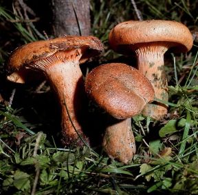 Agarico. Lactarius deliciosus, noto anche come lapacendro buono.De Agostini Picture Library Agarico. Lactarius deliciosus, noto anche come lapacendro buono.De Agostini Picture Library