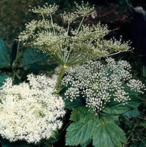 Angelica. Angelica Archangelica.De Agostini Picture Library Angelica. Angelica Archangelica.De Agostini Picture Library