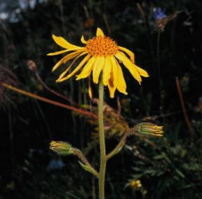 Arnica. Fiore di arnica (Arnica montana ).De Agostini Picture Library/S. Prato Arnica. Fiore di arnica (Arnica montana ).De Agostini Picture Library/S. Prato