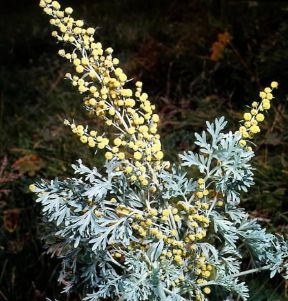 Assenzio. Fiori di Artemisia absinthium. De Agostini Picture Library / Archivio B Assenzio. Fiori di Artemisia absinthium. De Agostini Picture Library / Archivio B