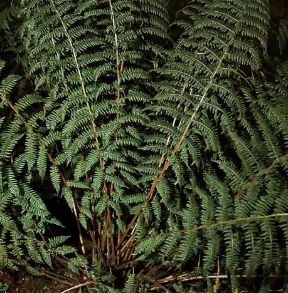 Athyrium. Felce femmina.De Agostini Picture Library / Archivio B Athyrium. Felce femmina.De Agostini Picture Library / Archivio B