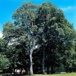 Bagolaro. Celtis australis.De Agostini Picture Library/Archivio B Bagolaro. Celtis australis.De Agostini Picture Library/Archivio B