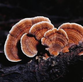 Basidiomiceti. Coriolus versicolor.De Agostini Picture Library / Archivio B Basidiomiceti. Coriolus versicolor.De Agostini Picture Library / Archivio B