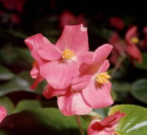 Begonia . Esemplare di Begonia semperflorens.De Agostini Picture Library/ Archivio B Begonia . Esemplare di Begonia semperflorens.De Agostini Picture Library/ Archivio B