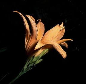 Bella di giorno . Fiore di Hemerocallis flava.De Agostini Picture Library/Archivio B Bella di giorno . Fiore di Hemerocallis flava.De Agostini Picture Library/Archivio B