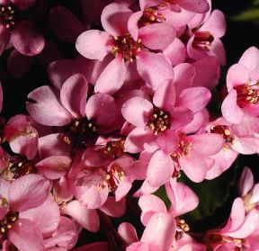 Bergenia . Esemplare di Bergenia crassifolia.De Agostini Picture Library/Archivio B