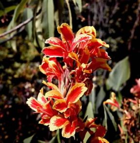 Cannacoro. Fiori di Canna indica.De Agostini Picture Library/Archivio B Cannacoro. Fiori di Canna indica.De Agostini Picture Library/Archivio B