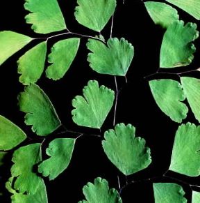 Capelvenere (Adiantum capillus-Veneris).De Agostini Picture Library/Archivio B