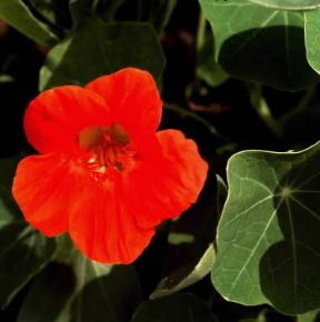 Cappuccina. Fiore di Tropaeolum majus.De Agostini Picture Library/Archivio B Cappuccina. Fiore di Tropaeolum majus.De Agostini Picture Library/Archivio B