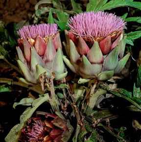 Carciofo in fiore.De Agostini Picture Library Carciofo in fiore.De Agostini Picture Library