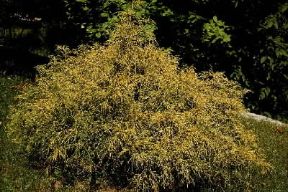 Chamaecyparis pisifera aurea. De Agostini Picture Library/ Archivio B Chamaecyparis pisifera aurea. De Agostini Picture Library/ Archivio B