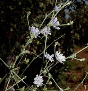 Cicoria. Caule e fiori di Cichorium intybus.De Agostini Picture Library Cicoria. Caule e fiori di Cichorium intybus.De Agostini Picture Library