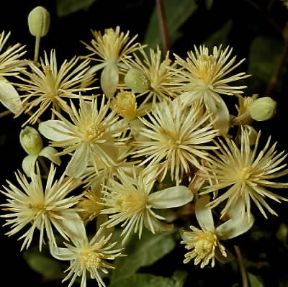 Clematide. Fiori di Clematis flammula.De Agostini Picture Library Clematide. Fiori di Clematis flammula.De Agostini Picture Library