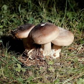 Clitocybe nebularis. De Agostini Picture Library/Archivio B