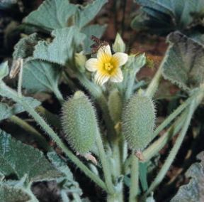 Cocomero asinino (Ecballium etaterium).De Agostini Picture Library