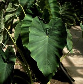 Colocasia antiquorum. De Agostini Picture Library / Archivio B