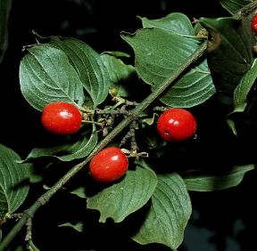Corniolo. Frutti di Cornus mas.De Agostini Picture Library / 2P