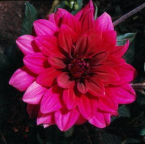 Dalia. De Agostini Picture Library / Archivio B