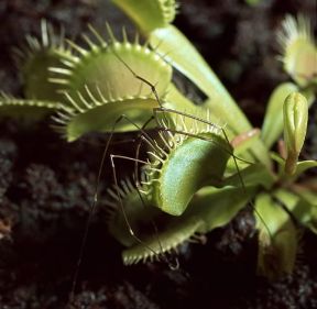 Dionea . Esemplare di Dionaea muscipula.De Agostini Picture Library/Archivio B Dionea . Esemplare di Dionaea muscipula.De Agostini Picture Library/Archivio B