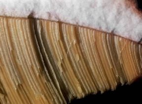 Fungo. Cappello in sezione del Boletus pinnicola.De Agostini Picture Library/Archivio B Fungo. Cappello in sezione del Boletus pinnicola.De Agostini Picture Library/Archivio B