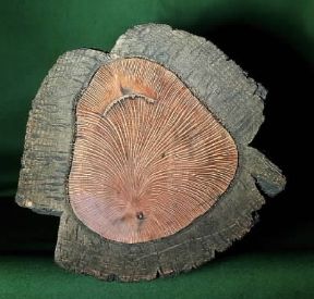 Fusto. Quercus suber in sezione traversale.De Agostini Picture Library/Archivio B Fusto. Quercus suber in sezione traversale.De Agostini Picture Library/Archivio B